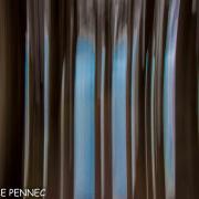 forêt de rêve-014