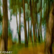 forêt de rêve-017