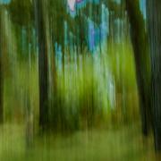 forêt de rêve-028