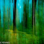 forêt de rêve-030